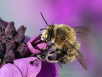 Hairy Footed Flower Bee