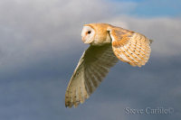 Barn Owl