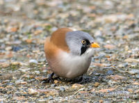 Bearded Tit