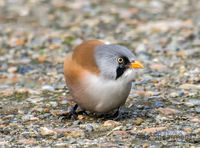 Bearded Tit