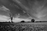Black and White Tree