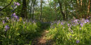Bluebell Pathway