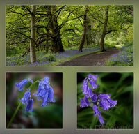 Bluebell Wood