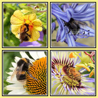Busy Bees