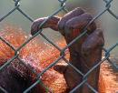 Caged