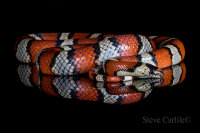 Corn Snake