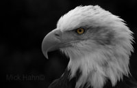 Eagle Eyed