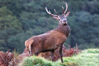 Exmoor Stag