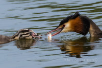 Feeding Time