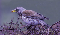 Fieldfare In Asdas Carpark