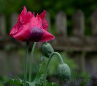 Flower in The Rain