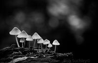 fungi at dusk