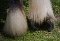 Heavy Horse