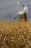 In The Wheat Field