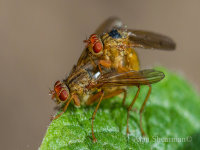 Insex