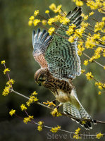 Just Landing