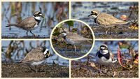 Little Ringed Plover