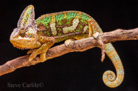 Lizard On A Stick
