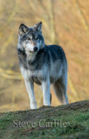 Lone Wolf