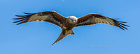 Look to the Skies