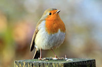 My Name is Robin