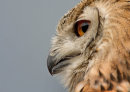 Owl Profile