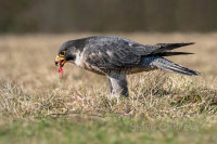Peregrine Eating Its Prey