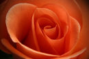 Petals