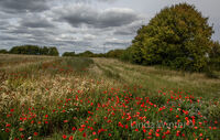 Poppyfield