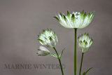 Pretty Petals