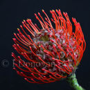 Protea Oincushion