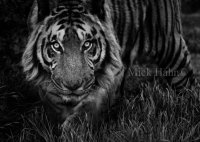 Prowling