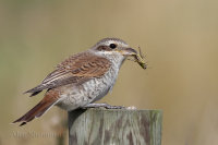 Red Back Shrike Juvenile