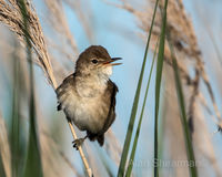 Reed Warbler