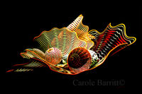 Seashells