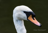 Swans Head