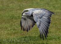 Swooping Low