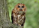 Tawny Owl