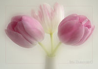 Tender Tulips