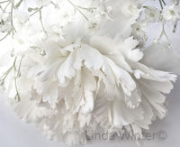 The Bride