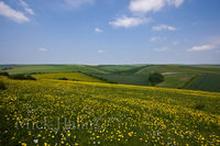 Fields Of Yellow