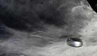 Water off A Swans Back