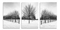 Winter Trees