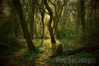 Woodland Sunset