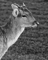 young buck