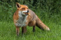 Fox Eating