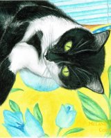 Black and white kitty