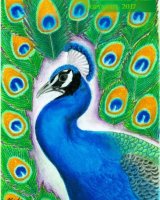 Peacock