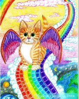 Rainbow Bridge Kitten