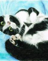 Black and White Cat